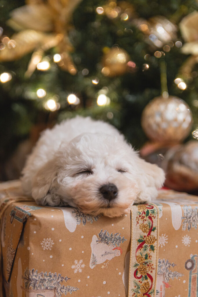 A cute little white dog taking a snooze on a wrapped Christmas present under the tree.